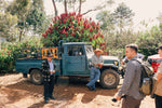 Load image into Gallery viewer, Guatemala Lote Magnolia

